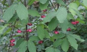 Бересклет широколиственный