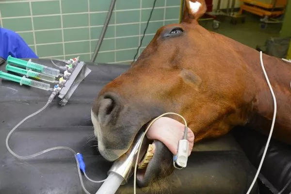 Операция у лошади