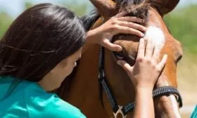 Лечение глаз лошади
