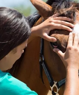 Лечение глаз лошади