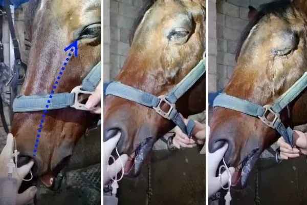 Промывание слёзного канала у лошади