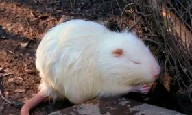 Белая нутрия