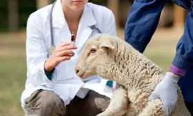 Иммунизация овец