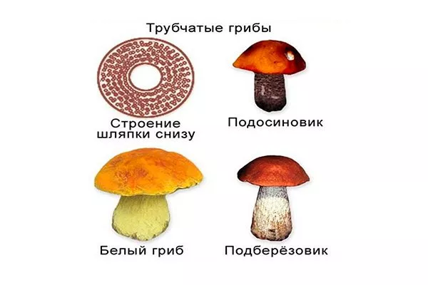 Какие грибы можно сушить
