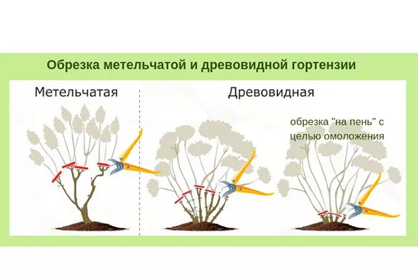 Обрезка древовидной и метельчатой гортензии