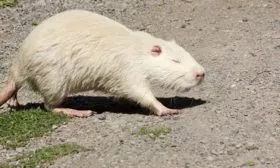 Преимущества и недостатки разведения породы