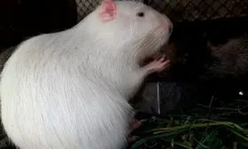 Рацион питания