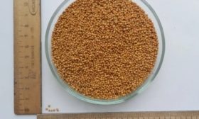 Зерна сарептской горчицы