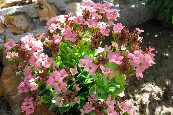 Kalanchoe pinnata