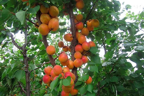 kolonovidnii-abrikos
