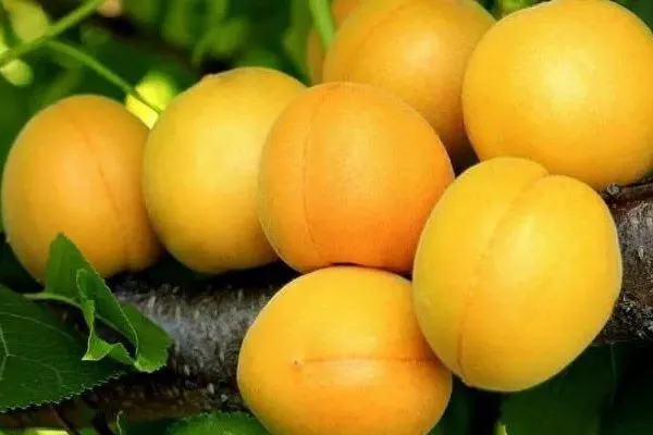 абрикосы Лель