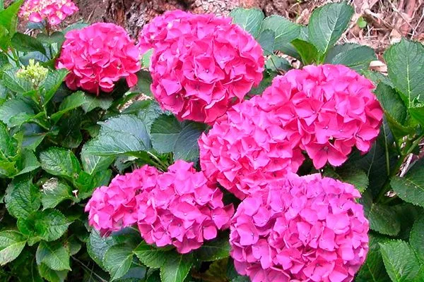 Альпенглюхен