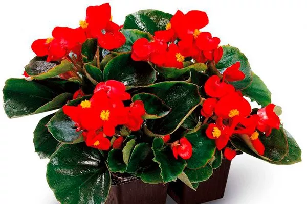 Begonia Ambassador