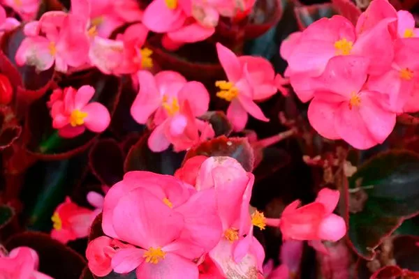 Begonia Cocktail