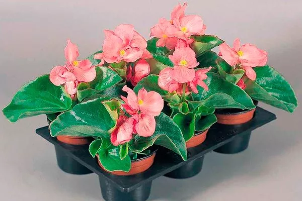 Begonia Lotto