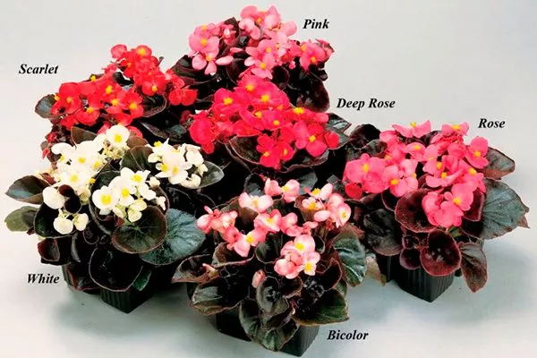 Begonia Senator