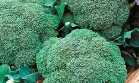 брокколи Фиеста