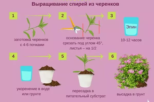 Черенкование