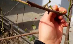 Черенкование