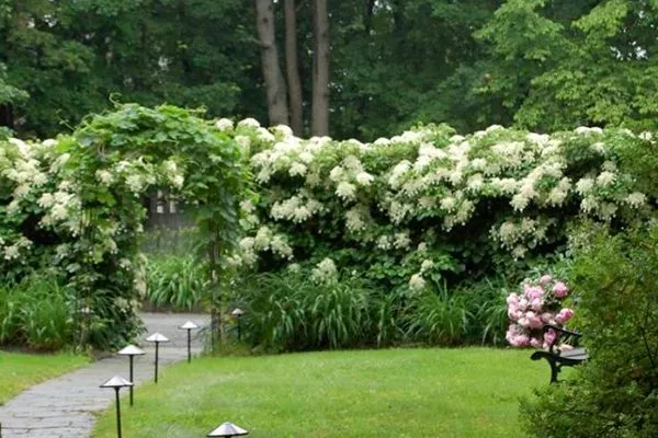 Черешковая