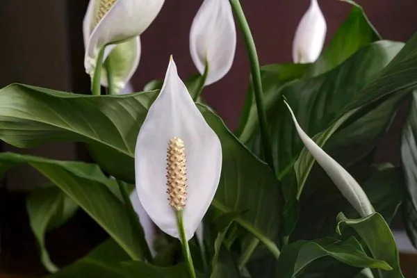 Геликониелистный (Spathiphyllum heliconiifolium)