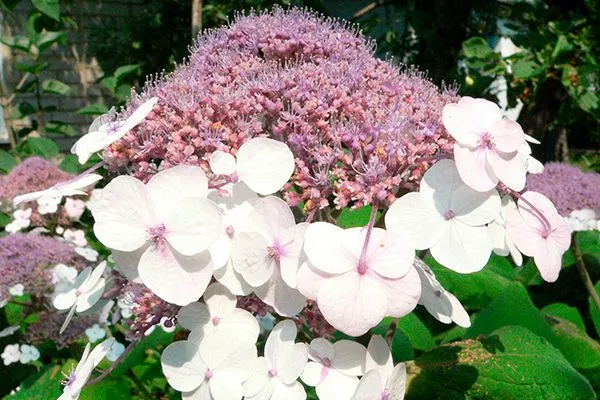 Гортензия Саржента