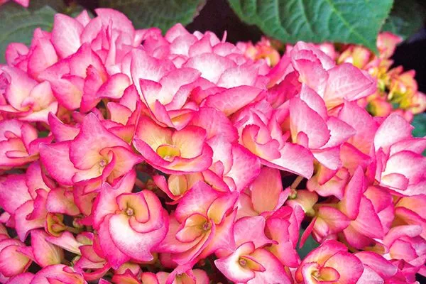 Графиня Козель