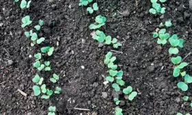 Как произвести безрассадную посадку