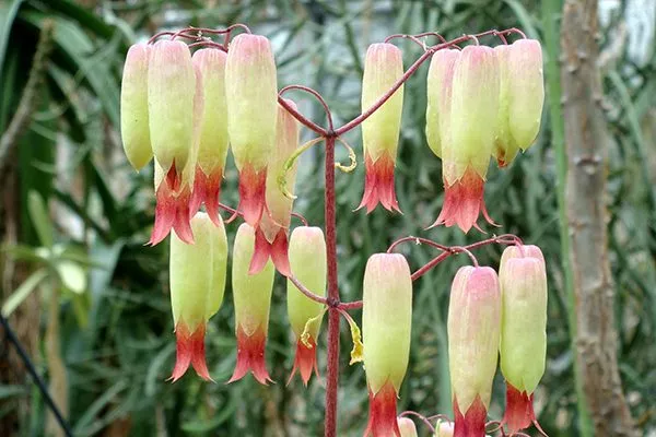 kalanchoe-pinnata-detalle-flores