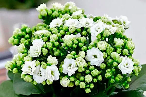 kalanchoe_calandiva_belij