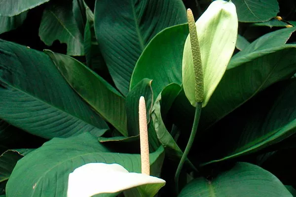 Каннолистный (Spathiphyllum cannifolium)