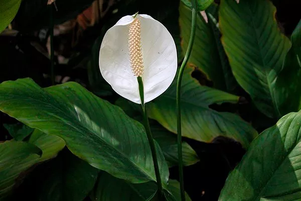 Ложковидный (Spathiphyllum cochlearispathum)