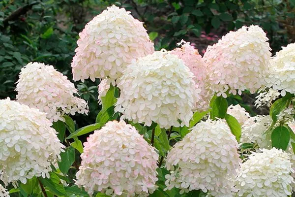 Метельчатая