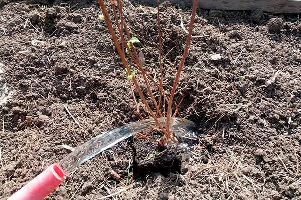 Обильно полейте тёплой водой