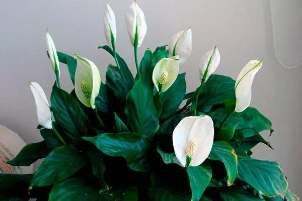 Обильноцветущий (Spathiphyllum floribundum)