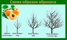 Обрезка дерева