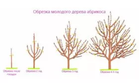 Обрезка и формирование кроны 2