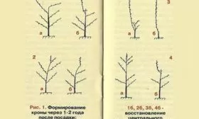 Обрезка и формирование кроны