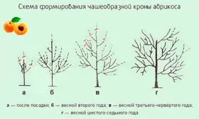 Обрезка и формирование кроны