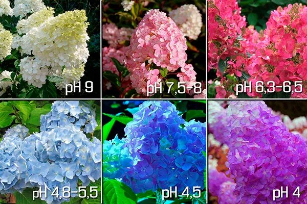 окрашиванию лепестков