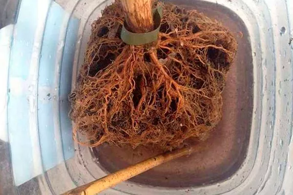 Посадочного материала