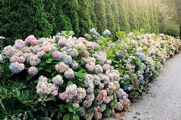 Примеры в ландшафтном дизайне 3