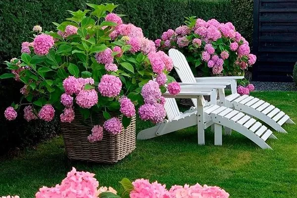 Примеры в ландшафтном дизайне 4