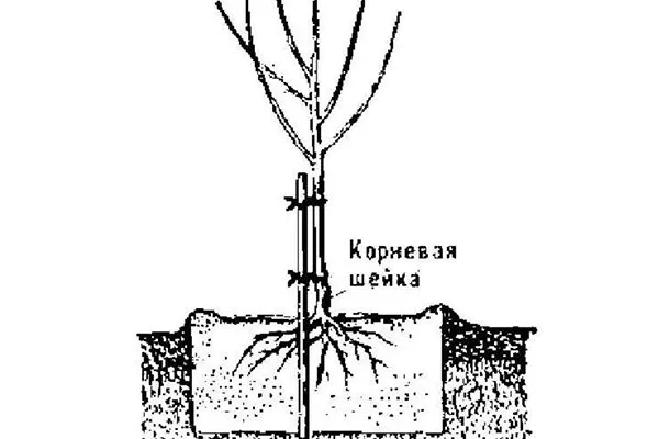 Процесс посадки молодых саженцев