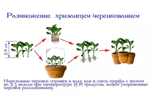 Размножение хризантемы черенками