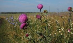 Чертополох