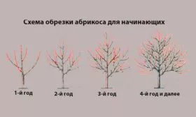 skhema-obrezka-abrikos-dlya-nachinayushchikh