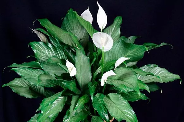 Спатифиллум (Spathiphyllum)