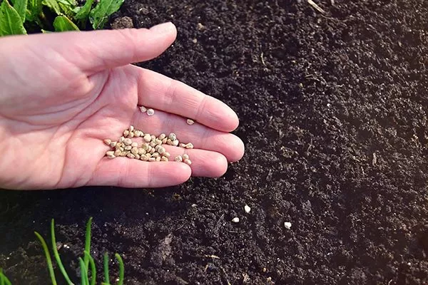 spinach-seeds