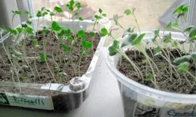 Сроки, схема и правила рассадной посадки